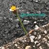 rannomvie