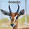 gouraniya03