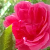 masoma1142