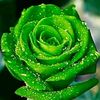 green_ross