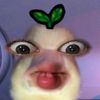 _rnnn