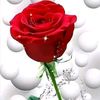noor.alam7808