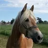 wwwtiktok.comrose4