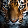 DIDILETIGRE