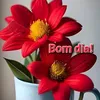 elizabete.diasflorzinha
