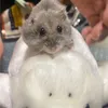 koromaru999