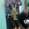 eiukhongcuaaii