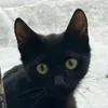 Adrita