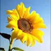 nhung56719877