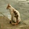 matchaenakkbangetloh