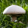 pieczarka_692138666