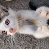 userllovecats