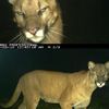 fauxchiccheetah