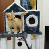 gerycatmeow