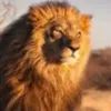 king.kutiiriye