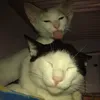 Gia đình tóp bót