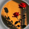 abdullahqureshi695