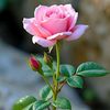.khoso56