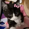 ster_sillg