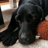 lucylab28