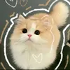 bime_cutii