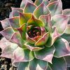 llaye.flores