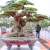 bonsai818