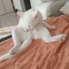 vanyackqc5l