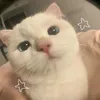 _hienxinhgaii_