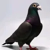 _ar56__1
