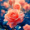 ayrin.islam52