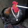 swaggychicken79