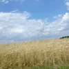 nikolabocheska7