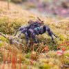 phidippusfanatic
