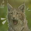 lynx_wee