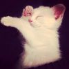 thenz_yuzi