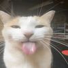 kennygatito2