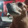 mel.cachorin