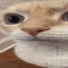 codesmeow