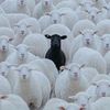 bleedingsheep