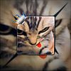 keizer_500