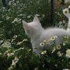 nhliaaa014_
