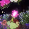 bunny_cheek
