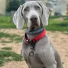 oliver.dog10