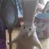 chutcaythueut