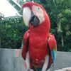 pantanalanimals