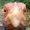 Alexander the cock