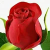 user8619659520349