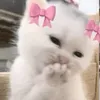 brendha.__.0.2