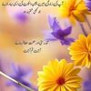 nasreensoomro38